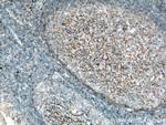 CD82 Antibody in Immunohistochemistry (Paraffin) (IHC (P))