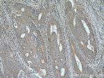 NME6 Antibody in Immunohistochemistry (Paraffin) (IHC (P))