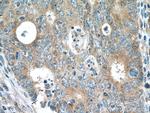 NME6 Antibody in Immunohistochemistry (Paraffin) (IHC (P))