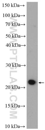 NME6 Antibody in Western Blot (WB)