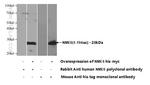 NME6 Antibody in Western Blot (WB)