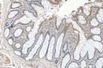 COPS6 Antibody in Immunohistochemistry (Paraffin) (IHC (P))