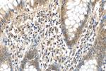 COPS6 Antibody in Immunohistochemistry (Paraffin) (IHC (P))