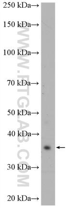 COPS6 Antibody in Western Blot (WB)