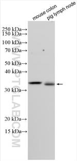 COPS6 Antibody in Western Blot (WB)