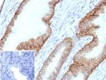 ABCC4/ATP Binding Cassette Subfamily C Member 4 (Drug Target) Antibody in Immunohistochemistry (Paraffin) (IHC (P))
