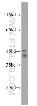 TES Antibody in Western Blot (WB)