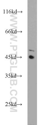 TES Antibody in Western Blot (WB)