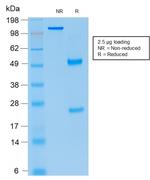 p21WAF1 (Tumor Suppressor Protein) Antibody in SDS-PAGE (SDS-PAGE)