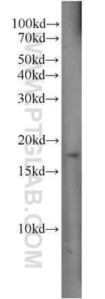 H3F3B Antibody in Western Blot (WB)