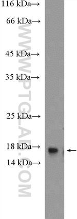 H3F3B Antibody in Western Blot (WB)