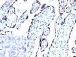 p27Kip1 (Mitotic Inhibitor/Suppressor Protein) Recombinant Mouse Monoclonal Antibody (r1B4)