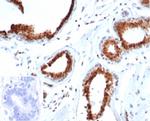 p27Kip1 (Mitotic Inhibitor/Suppressor Protein) Recombinant Mouse Monoclonal Antibody (rKIP1, 1356)
