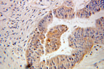 FKBP1A Antibody in Immunohistochemistry (Paraffin) (IHC (P))