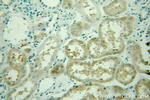 TAU Antibody in Immunohistochemistry (Paraffin) (IHC (P))