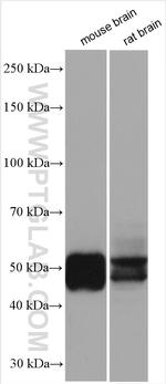 TAU Antibody in Western Blot (WB)