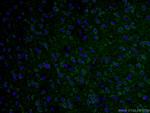 TAU Antibody in Immunohistochemistry (PFA fixed) (IHC (PFA))