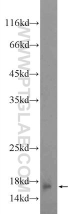 GADD45G Antibody in Western Blot (WB)