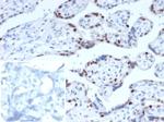 p57Kip2 (Mitotic Inhibitor/Suppressor Protein) Monoclonal Antibody (KIP2/7187)