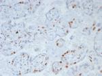 p57Kip2 (Mitotic Inhibitor/Suppressor Protein) Recombinant Rabbit Monoclonal Antibody (KIP2/8169R)