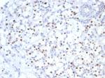 p57Kip2 (Mitotic Inhibitor/Suppressor Protein) Recombinant Rabbit Monoclonal Antibody (KIP2/7083R)