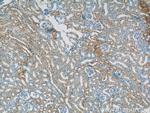 CYPC Antibody in Immunohistochemistry (Paraffin) (IHC (P))