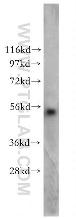 POLD2 Antibody in Western Blot (WB)