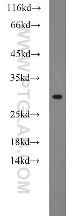 EIF6 Antibody in Western Blot (WB)