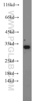 EIF6 Antibody in Western Blot (WB)