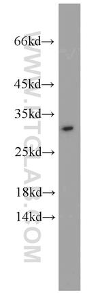 EIF6 Antibody in Western Blot (WB)