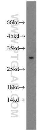 EIF6 Antibody in Western Blot (WB)