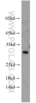 EIF6 Antibody in Western Blot (WB)