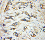 EIF6 Antibody in Immunohistochemistry (Paraffin) (IHC (P))