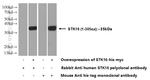 STK16 Antibody in Western Blot (WB)