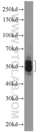CIAO1 Antibody in Western Blot (WB)