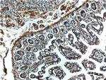 CIAO1 Antibody in Immunohistochemistry (Paraffin) (IHC (P))