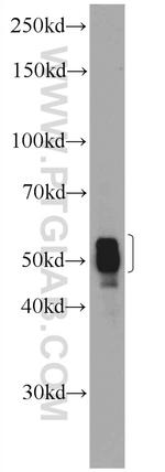 CIAO1 Antibody in Western Blot (WB)
