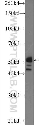 Torsin A Antibody in Western Blot (WB)