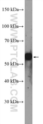 Torsin A Antibody in Western Blot (WB)