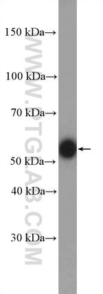 Torsin A Antibody in Western Blot (WB)