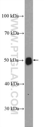 Torsin A Antibody in Western Blot (WB)