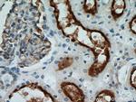 MME/CD10 Antibody in Immunohistochemistry (Paraffin) (IHC (P))