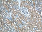 SNX1 Antibody in Immunohistochemistry (Paraffin) (IHC (P))