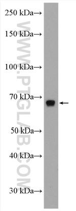 PLK1 Antibody in Western Blot (WB)