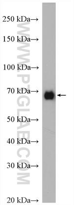 PLK1 Antibody in Western Blot (WB)