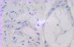 FAM127A Antibody in Immunohistochemistry (Paraffin) (IHC (P))
