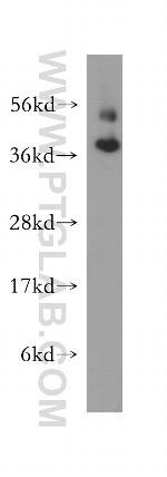 FAM127A Antibody in Western Blot (WB)