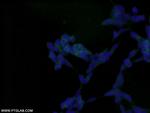 AMPK beta 1 Antibody in Immunocytochemistry (ICC/IF)