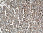 AMPK beta 1 Antibody in Immunohistochemistry (Paraffin) (IHC (P))