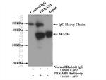 AMPK beta 1 Antibody in Immunoprecipitation (IP)